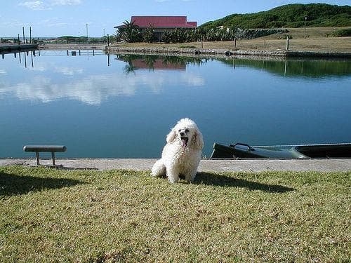 poodle