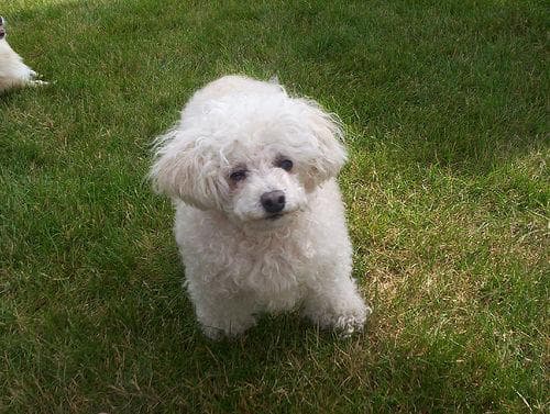 Toy Poodle