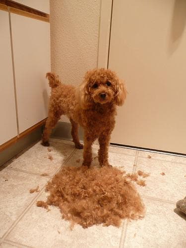 Toy Poodle