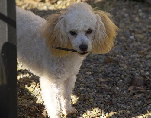 Toy Poodle