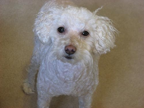 Toy Poodle