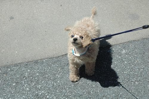 Toy Poodle