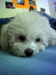 Toy Poodle