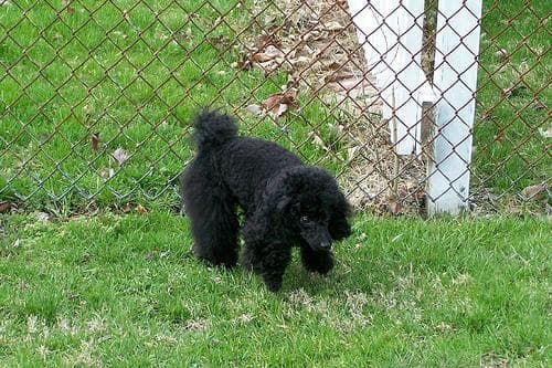 Toy Poodle