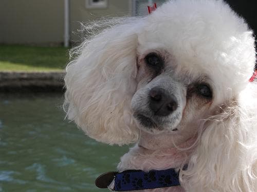 poodle