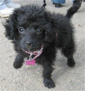 poodle
