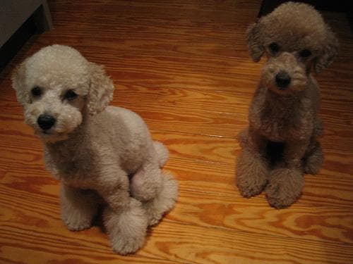 Toy Poodle