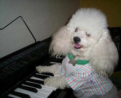 Toy Poodle