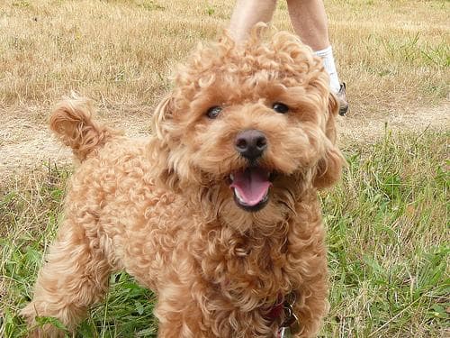 Toy Poodle