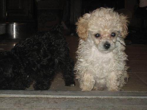 Toy Poodle