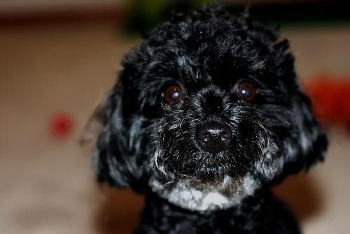 Toy Poodle