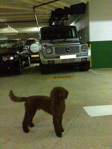 Toy Poodle