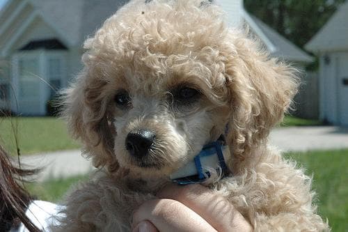 Toy Poodle