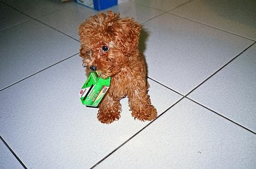 Toy Poodle