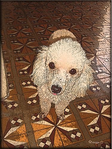 poodle
