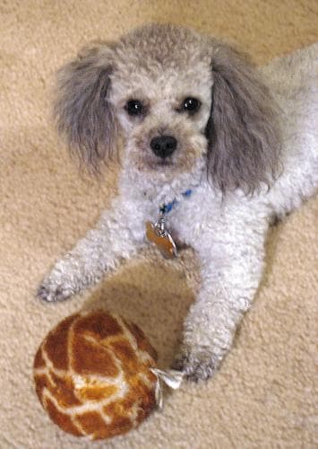 Toy Poodle