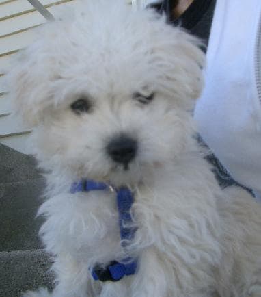 Toy Poodle