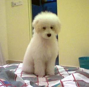Toy Poodle