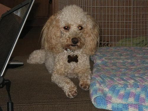 Toy Poodle