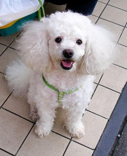Toy Poodle