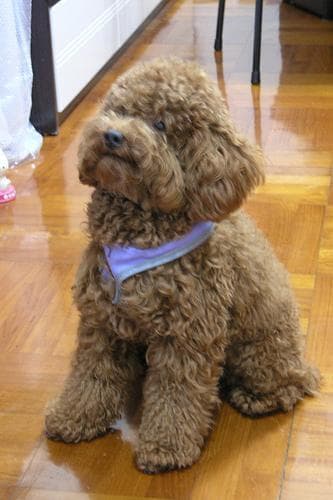 Toy Poodle