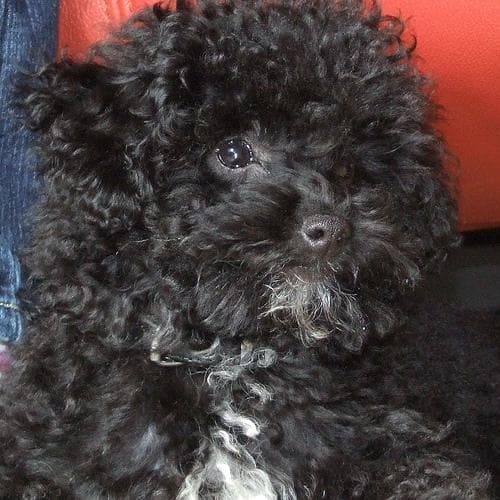 Toy Poodle