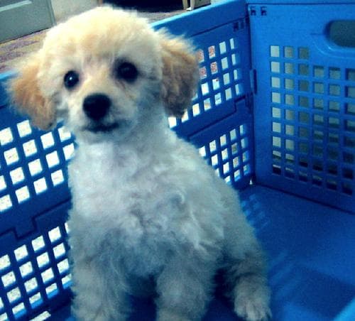 Toy Poodle