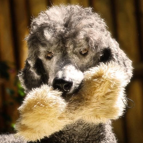 Toy Poodle