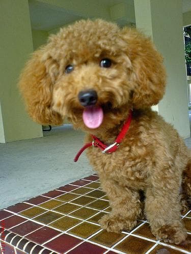 poodle