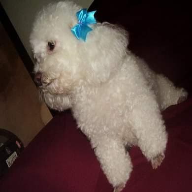 Toy Poodle