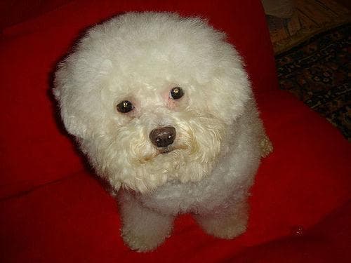Toy Poodle