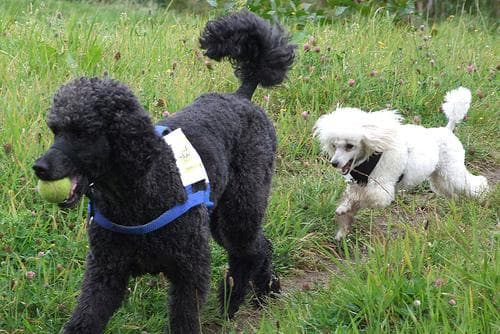 Toy Poodle