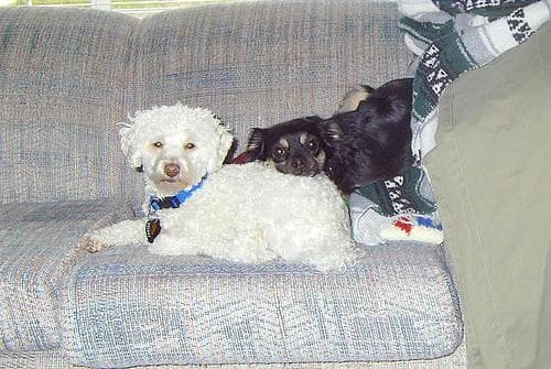 Toy Poodle