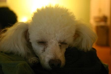 Toy Poodle