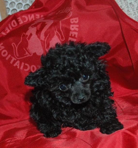 Toy Poodle