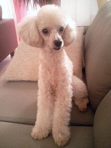Toy Poodle