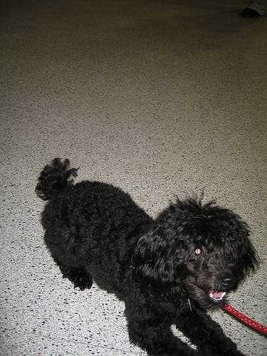 Toy Poodle