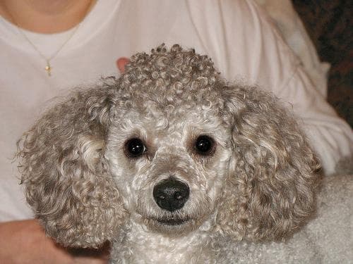 Toy Poodle