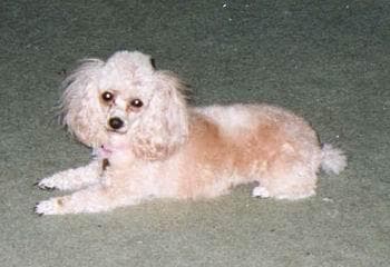 Toy Poodle