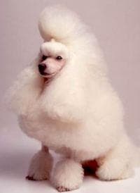 Toy Poodle