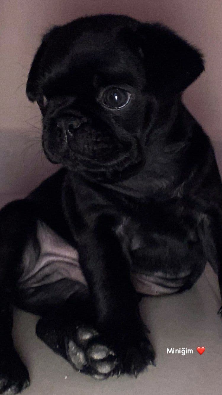 Pug