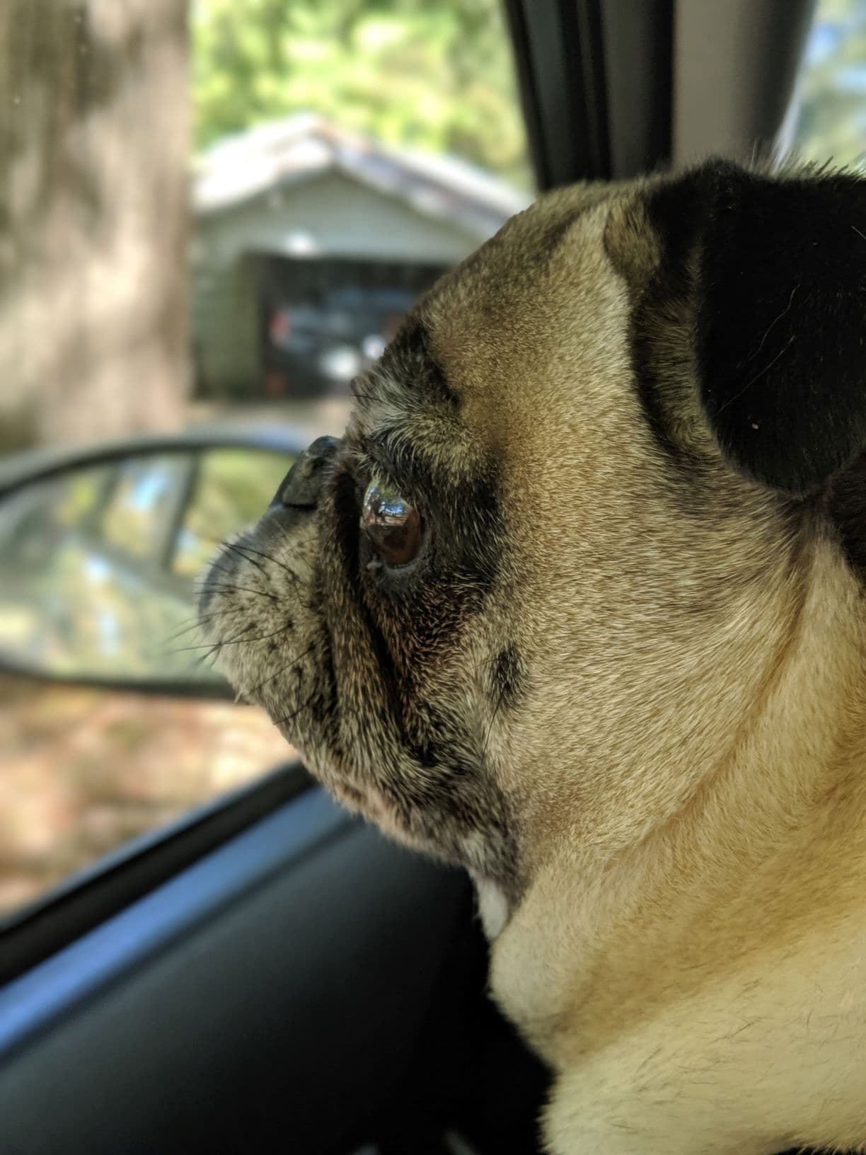 Pug