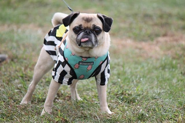 Pug