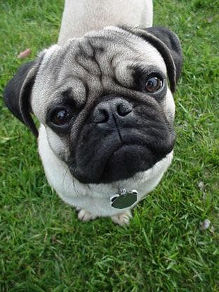 Pug