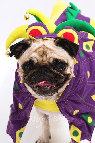 Pug