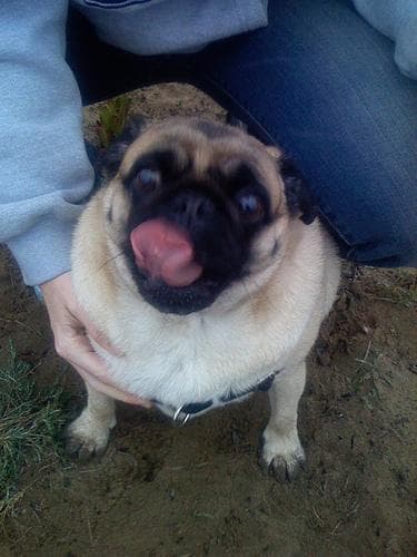 Pug