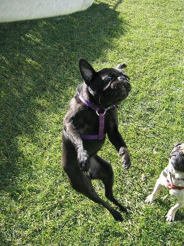 Pug