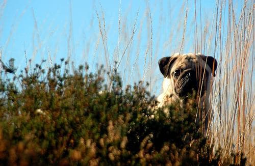 Pug