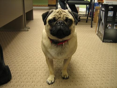 Pug