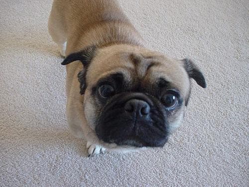 Pug